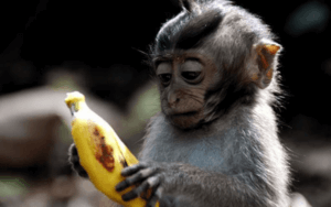 macaco olhando para uma banana